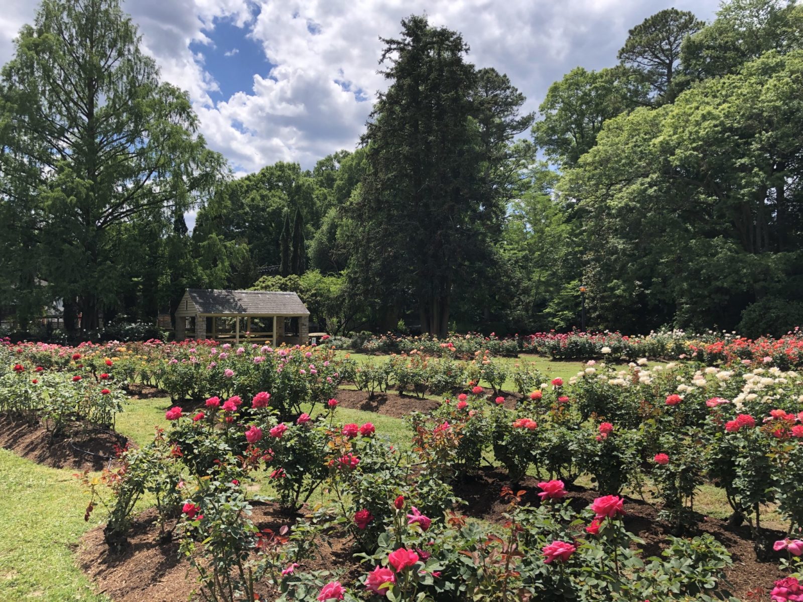 9 Raleigh Engagement Photo Locations - Moira Grace Photography
